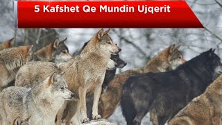 5 Kafshet Qe e Mundin Tufen e Ujqerve  Fakte Kuriozitete Dokumentar [upl. by Yttig]