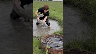 Fish Farming in Rice Fields 😯 [upl. by Marianna]