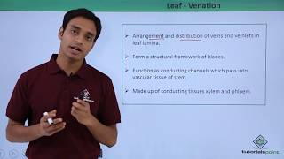 Class 11th – Leaf – Venation  Morphology of Flowering Plants  Tutorials Point [upl. by Adnopoz]