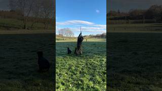 Driven Shooting with Labrador Retriever Gundogs pheasants partridges [upl. by Aral]