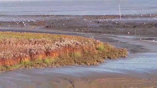 Das Wattenmeer in Varel bei Ebbe in der Nähe von Wilhelmshaven [upl. by Nonnel289]