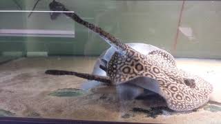 Marble motoro stingray breeding WARNING explicit content [upl. by Enilrac]