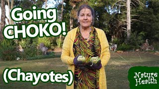 Growing and using chokos at home  Growing Chayotes [upl. by Adnic]