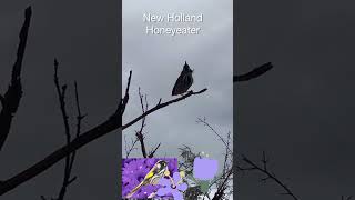 New Holland Honeyeater [upl. by Assilam167]