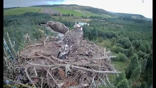 Llyn Clywedog 1 Osprey Nestā€ļø¸170824 [upl. by Lhadnek]