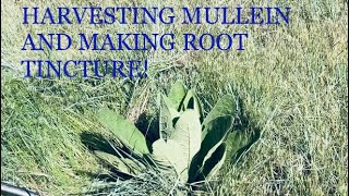 Harvesting Mullein Making Mullein Root Tincture [upl. by Yakcm]