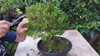 PODA DE MANUTENÇÃO NO PRE BONSAI DE BUCHINHO [upl. by Trebo]