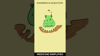 Neuromuscular Junction  Neuromuscular Junction structure  Neuromuscular Junction Physiology [upl. by Osmund11]