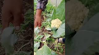 Cut cauliflower satisfying plants agriculture agriculturefarming fruit farming farmer [upl. by Asirb311]