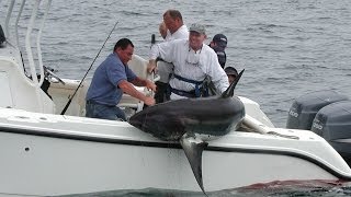 Shark Fishing  New England  480lb Thresher Shark [upl. by Parsifal356]