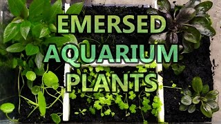 Emersed Aquarium Plants  Setup and Final Result [upl. by Nuhsed174]