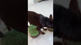 Dog cat lyrics kucing music catlover chihuahua meowsbro cute meow кошка shorts dog [upl. by Minetta]