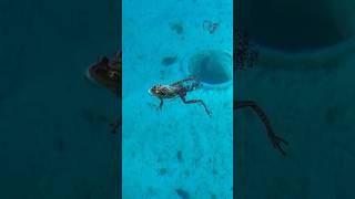 Frogs amplexus in a pool in Curaçao [upl. by Airetahs]