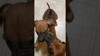 RHODESIAN RIDGEBACK PUPPIES AT 6 WEEKS OLD [upl. by Etteroma]