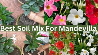 Mandevilla Repotting and Propagation All Care Tips In Nepali garden flower trending gardening [upl. by Helenka167]