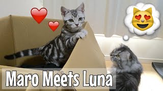 Maro Meets Luna  猫パンチ！ [upl. by Suiravat]