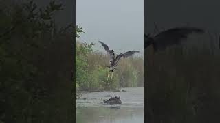 Great Blue Heron [upl. by Arreip283]