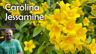 Carolina Jessamine  Gelsemium sempervirens [upl. by Yrellam]