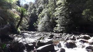 Liffey River Tasmania [upl. by Onaicilef]