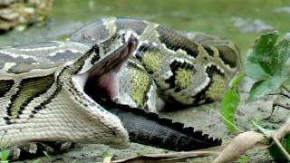 Python eats Alligator 01 Time Lapse Speed x12 [upl. by Zerep]