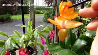 Pollinating Cactus Flowers for seed  Schlumbergera  Christmas Cactus  Thanksgiving Cactus [upl. by Annoirb402]