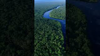 Top 3 Largest Forests in the World Amazon Congo amp Valdivian Rainforests shorts nature explore [upl. by Rossuck]