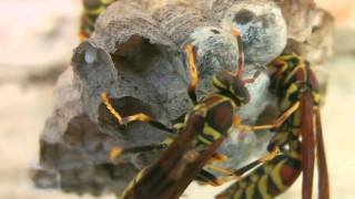 Paper wasps Polistes exclamans feeding young [upl. by Aneerbas265]