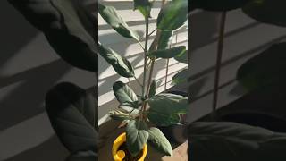 Ficus Fiddle Fig Tree in a Posie Pot 🌱10x Growth Clone 1 Years old and Big as Big Momma 🪴😜 [upl. by Ilrebmyk142]