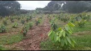 Riego por aspersión cultivo de cacao 🌱🇪🇨 [upl. by Hyman364]