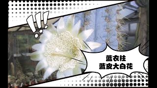 再晚也要更新，值得收藏的仙人掌品种蓝衣柱Pilosocereus magnificus [upl. by Reiche784]