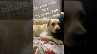 FURniture Problem Anyone funny comedy dog trending doglover dogs doglife labradoretriever [upl. by Nylodam]