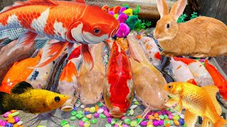 Amazing Goldfish Catching  Ornamental fishes catching  DIY Pond fish catching [upl. by Porta700]