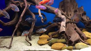 ELLIOTI CICHLID PAIR WITH THEIR BABIES  12817 [upl. by Aliuqa229]