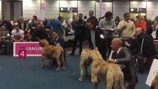 World Dog Show Leipzig 2017 FILA BRASILEIRO JUNIOR CLASS [upl. by Mylan]