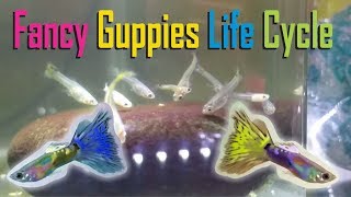 Fancy Guppy fish life cycle Poecilia reticulata [upl. by Serg]