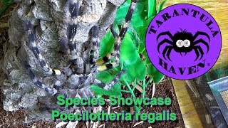 Species Showcase Poecilotheria Regalis [upl. by Teddman]