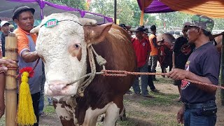 Juara Kontes Ternak Sapi amp Kambing Jember 2018 Total Hadiah 180 Juta [upl. by Noxaj]