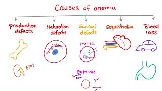 Anemia  Causes and Mechanisms  Fatigue and Pallor  Hematology Series [upl. by Jess]