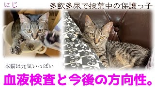 ND516【子猫】多飲多尿で投薬中の保護っ子。血液検査と今後の方向性。【保護猫】 [upl. by Hceicjow]