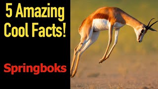 5 Fascinating Facts About Springboks [upl. by Seafowl325]