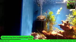 Angel fish relax stream [upl. by Pepe]