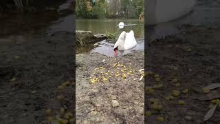 Friendly Feeding Swans in Stunning 4K  Nature’s Beauty [upl. by Breana]