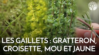 Les gaillets  gratteron mou croisette et jaune [upl. by Eslehc]