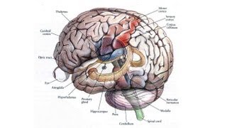 CARTA Human Origins Lessons from Autism Spectrum Disorders  VS Ramachandran [upl. by Daigle732]