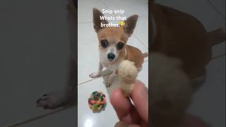 Snip snip 😂cutedogs youtubeshorts dog lover [upl. by Asilav]