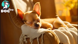 SleepInducing Dog Music💖Dog Calming Music For Dogs🎵Anti Separation Anxiety Relief Music in Puppy [upl. by Eycal]