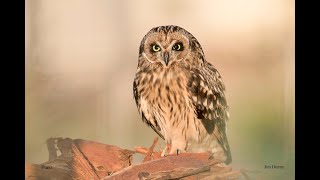 Hawaiian Owl Asio flammeus sandwichensis  Pueo 4K [upl. by Anirroc]