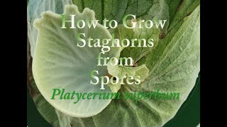 How to Grow Staghorn Ferns from Spores Platycerium superbum [upl. by Hgieliak]