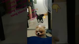 Mautak na poodle 🐕hindi lang siya ang pagod kakahabol nang ball [upl. by Flori]