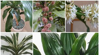 Dracaena Fragrans in door plantcorn plantDracaena compacta plant careMalayalam [upl. by Lippold]